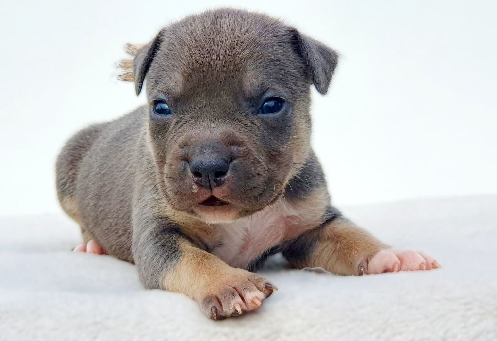 A'Semtex of Ghost's Empire