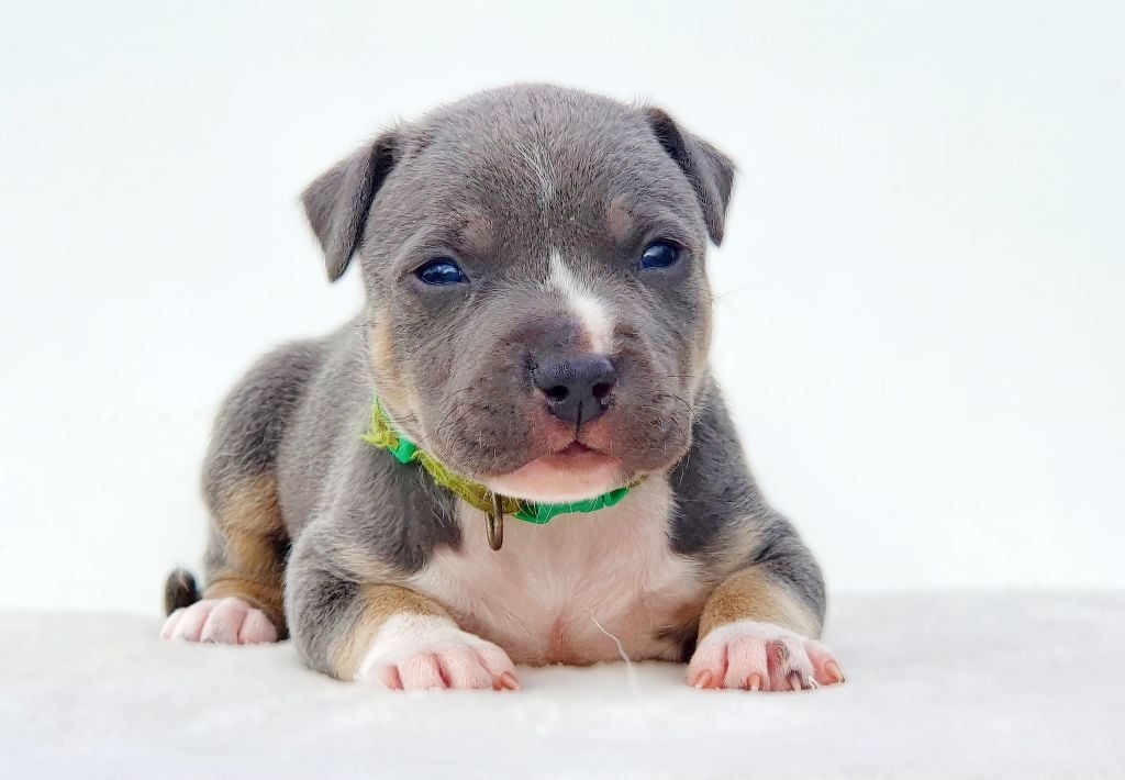 Ace of Ghost's Empire