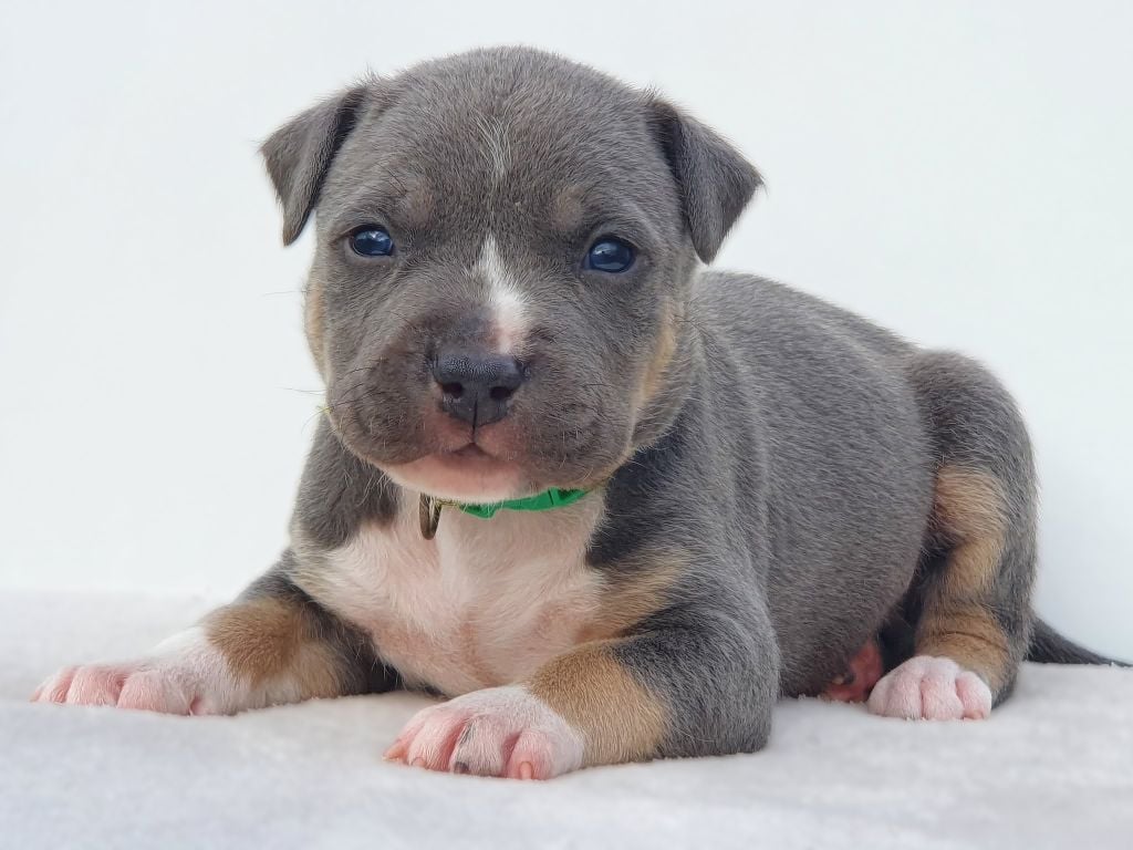 Ace of Ghost's Empire