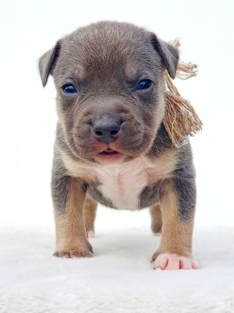 A'Semtex of Ghost's Empire