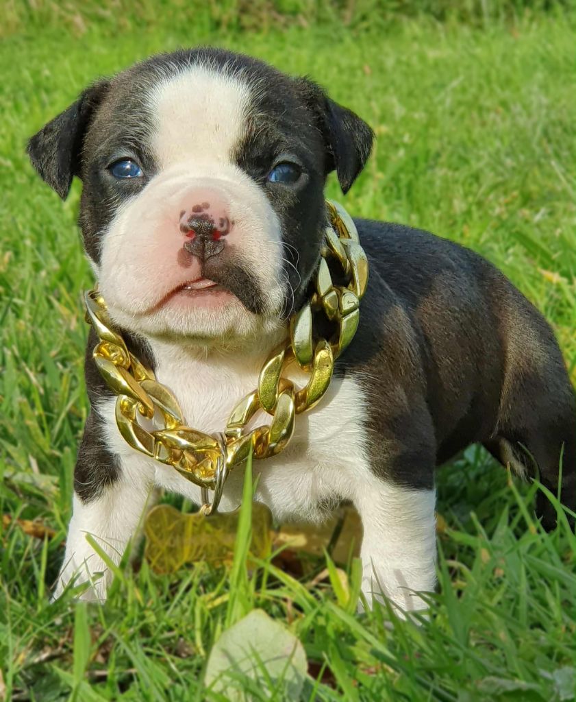 Femelle collier gris