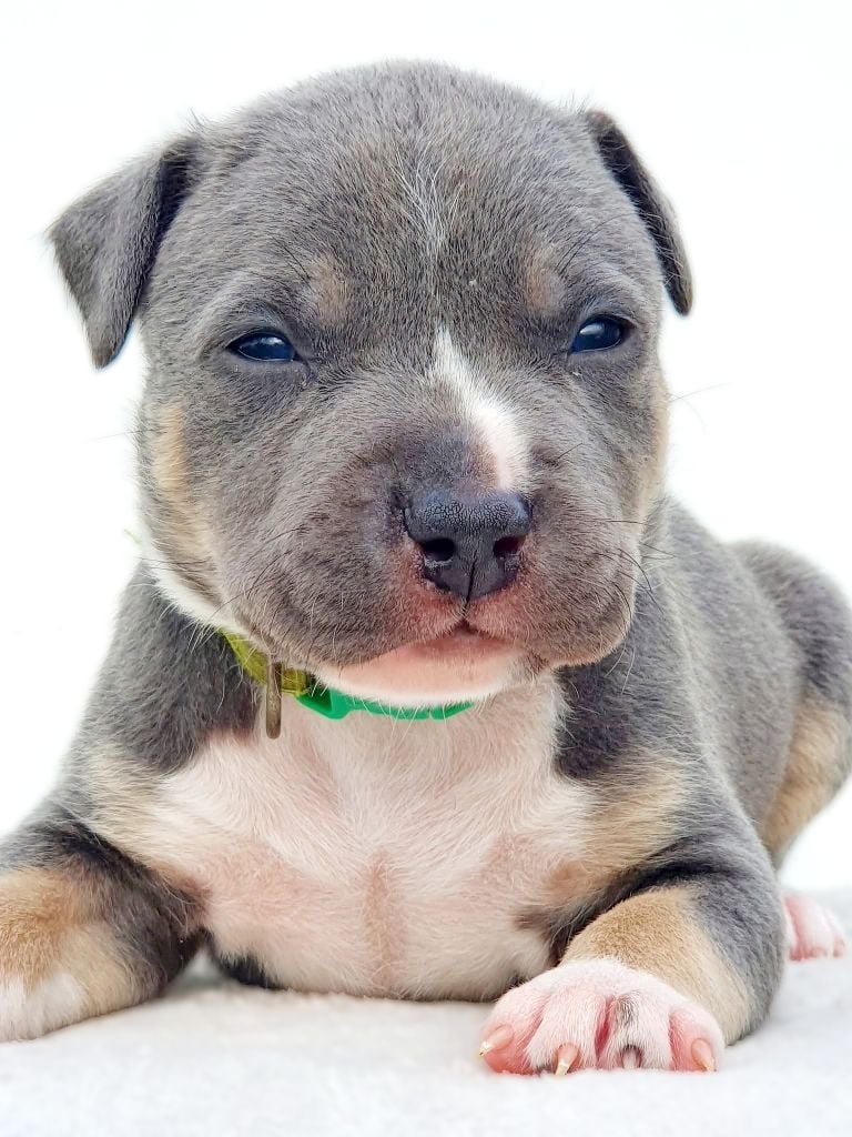 Ace of Ghost's Empire