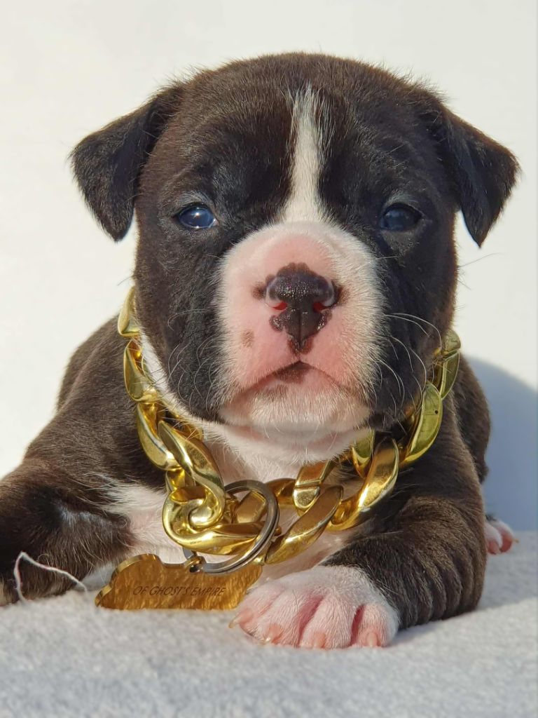 Femelle collier jaune