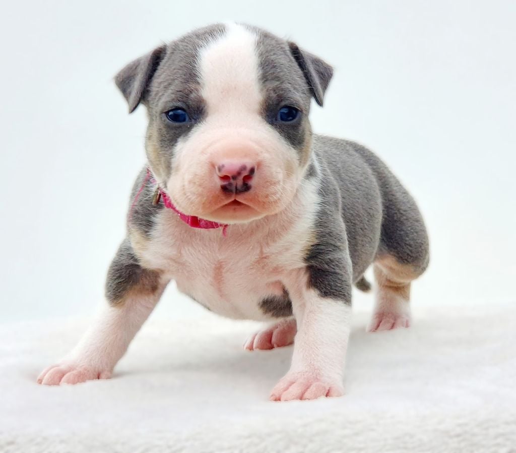 Aïko of Ghost's Empire