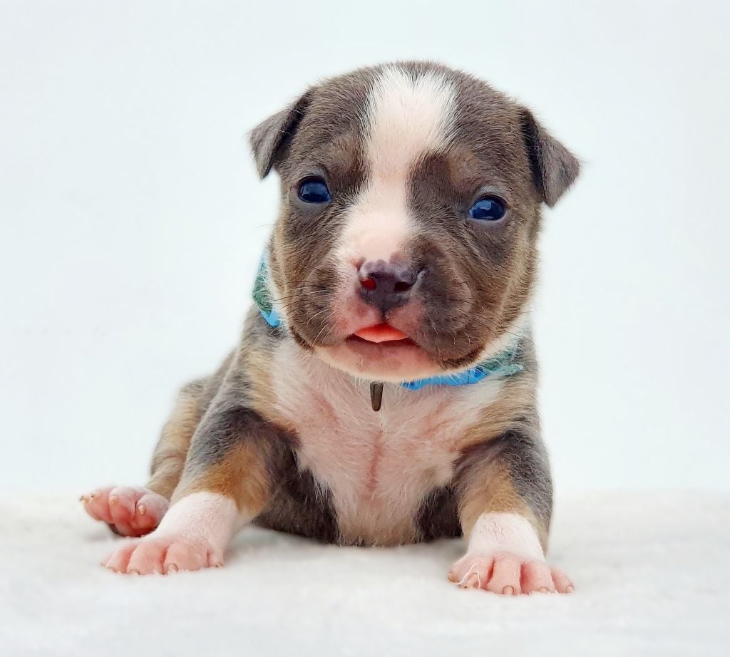 Mâle collier bleu ciel