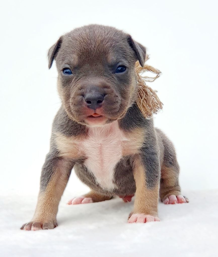 A'Semtex of Ghost's Empire