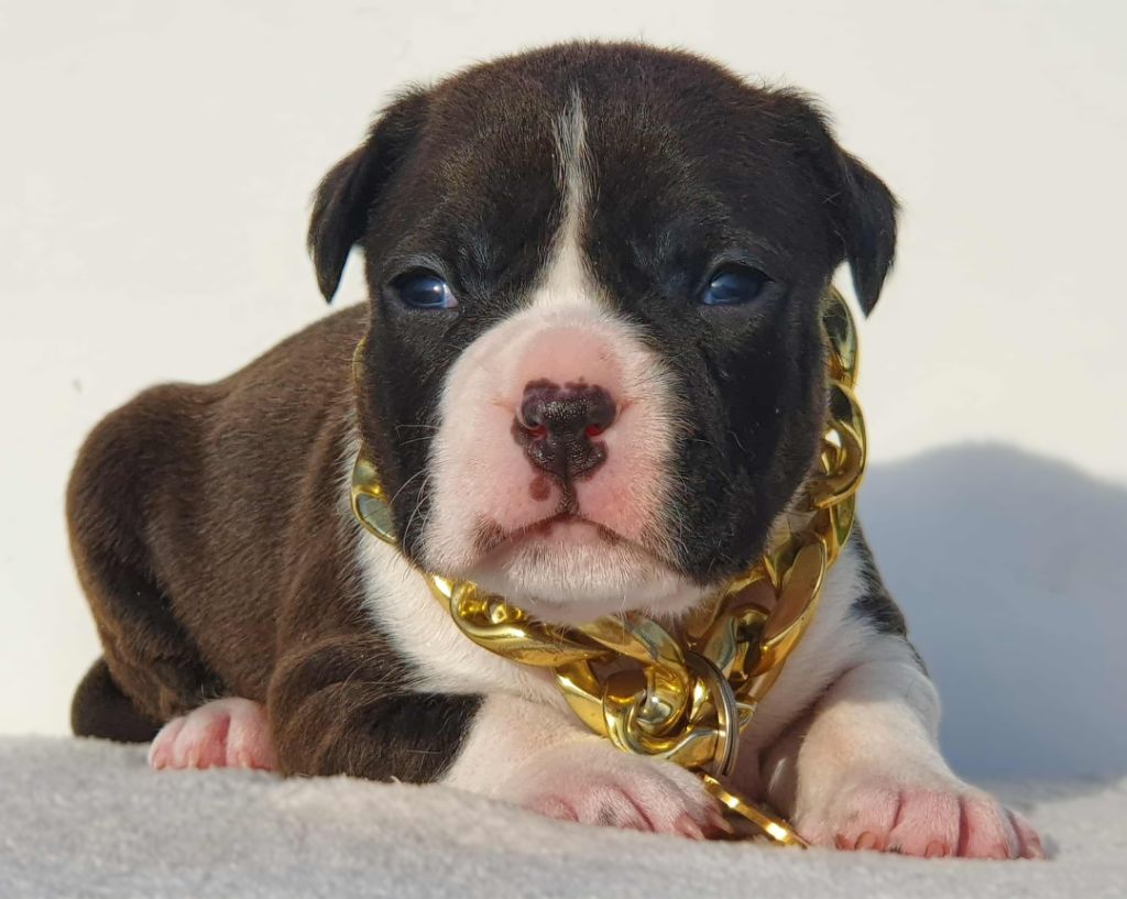 A'Nala of Ghost's Empire