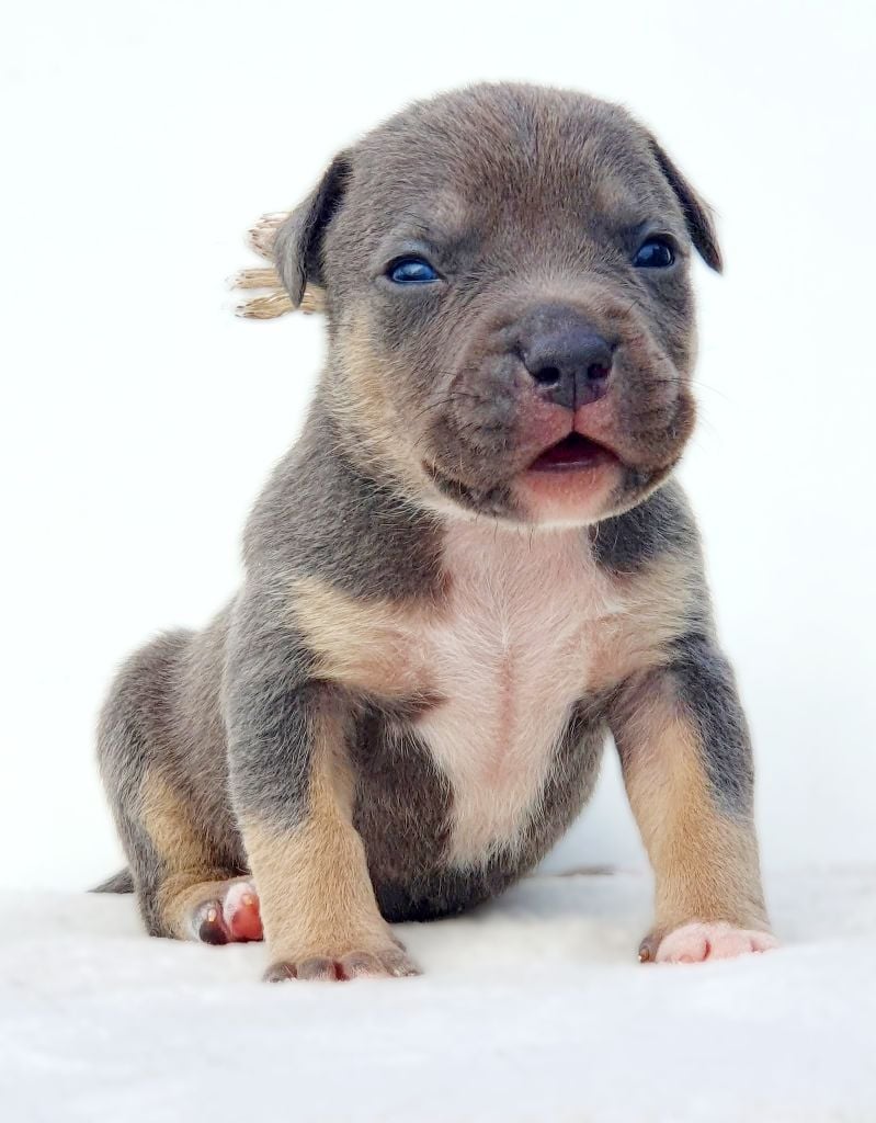 A'Semtex of Ghost's Empire