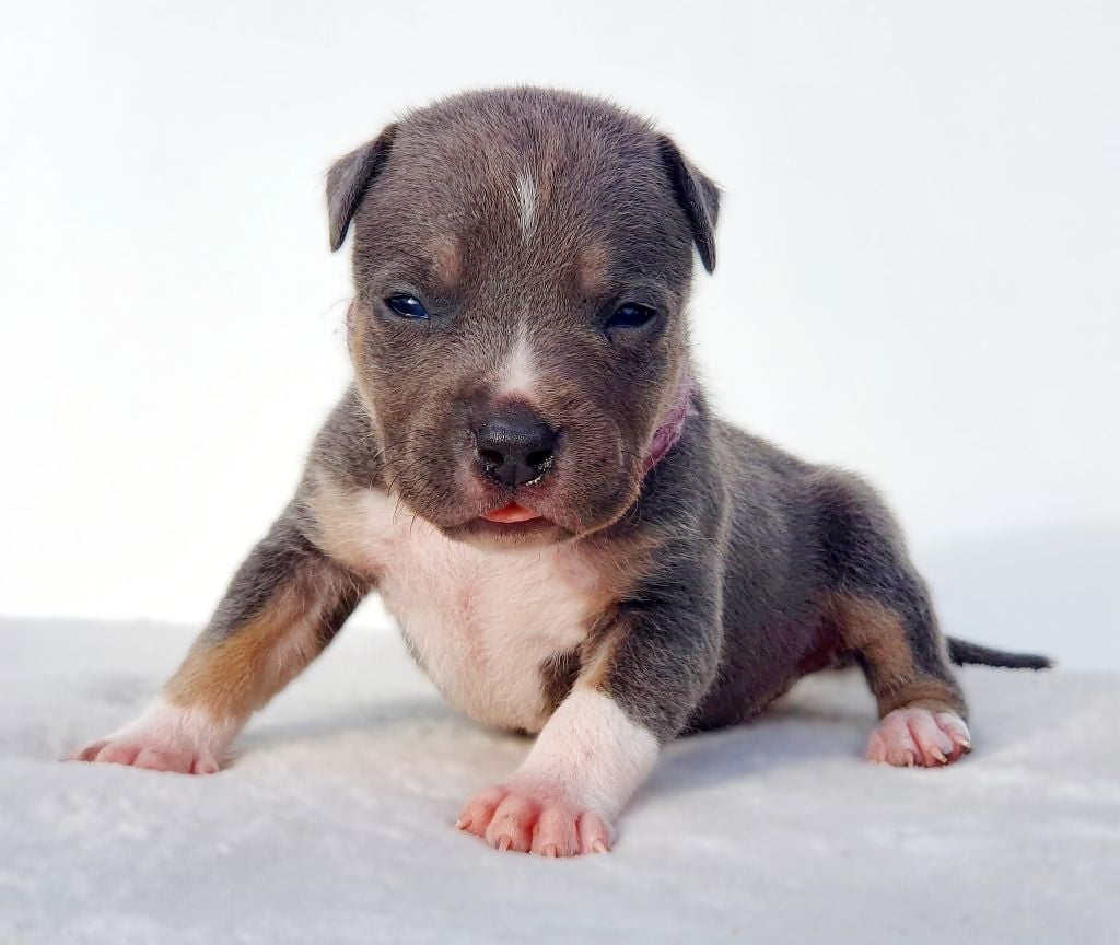 Mâle collier violet