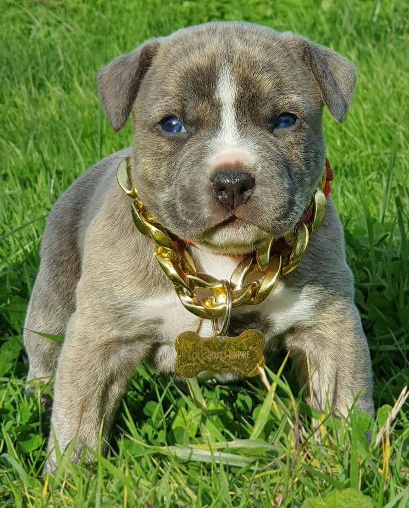 Adorable Mia of Ghost's Empire