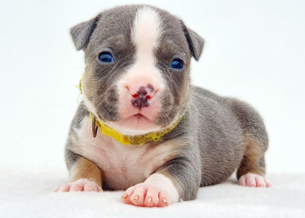 Femelle collier jaune