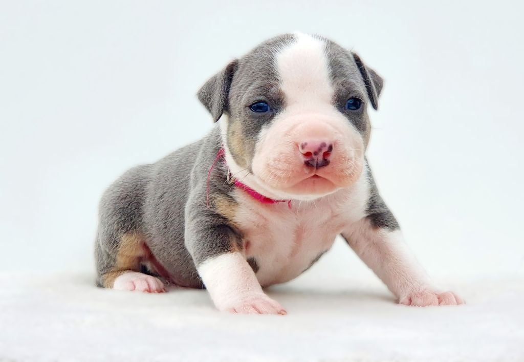 Aïko of Ghost's Empire