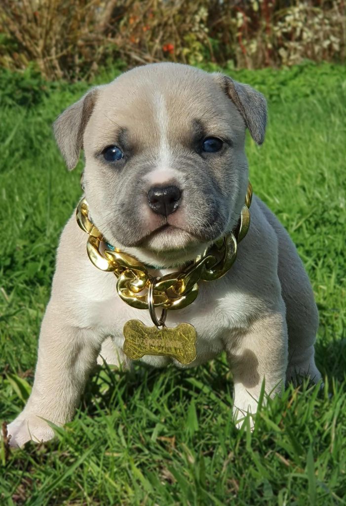 Aïka of Ghost's Empire