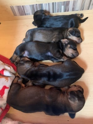 Les chiots de Teckel poil dur