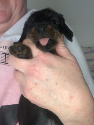 Les chiots de Teckel poil dur