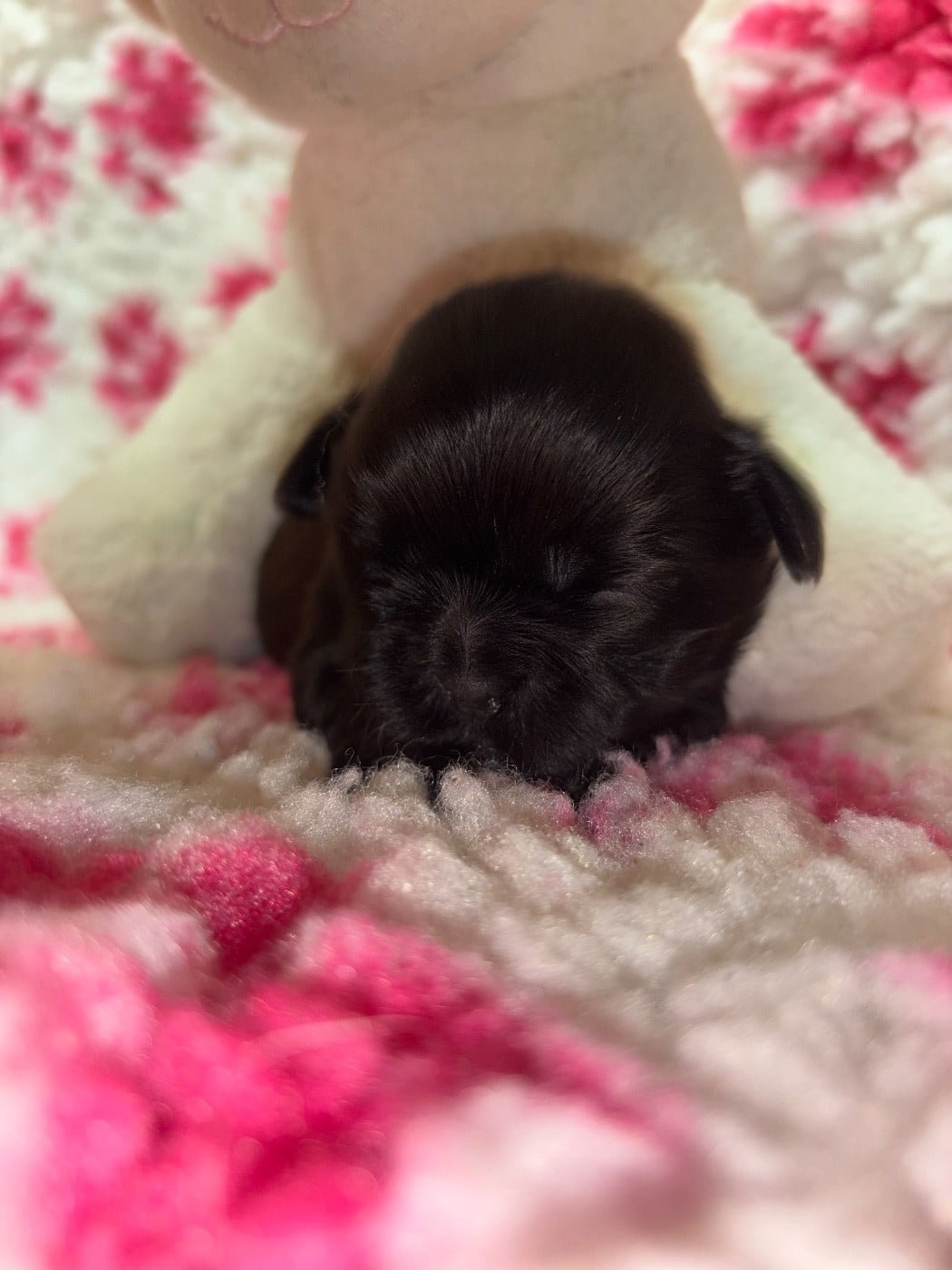 CHIOT 4 - Shih Tzu