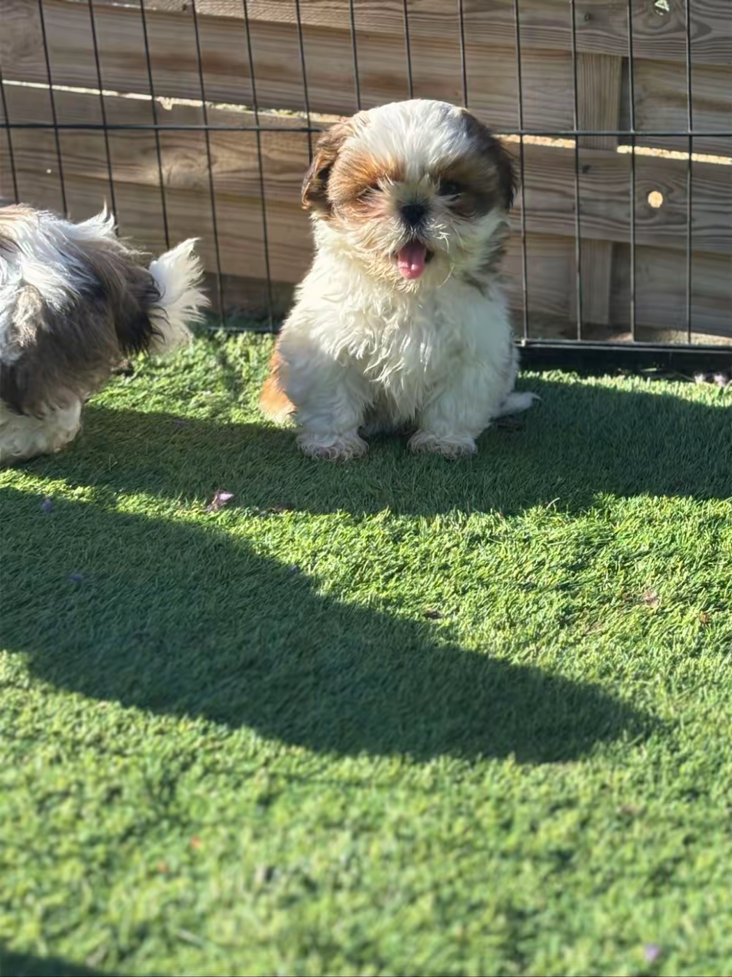 CHIOT 3 - Shih Tzu