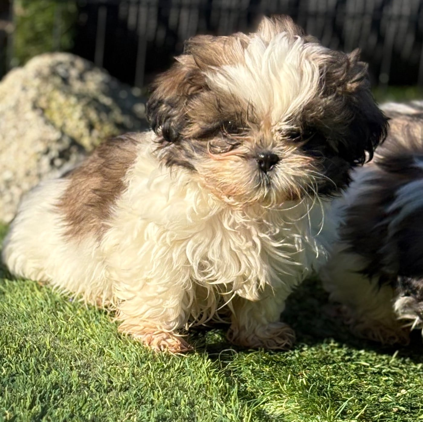CHIOT 5 - Shih Tzu