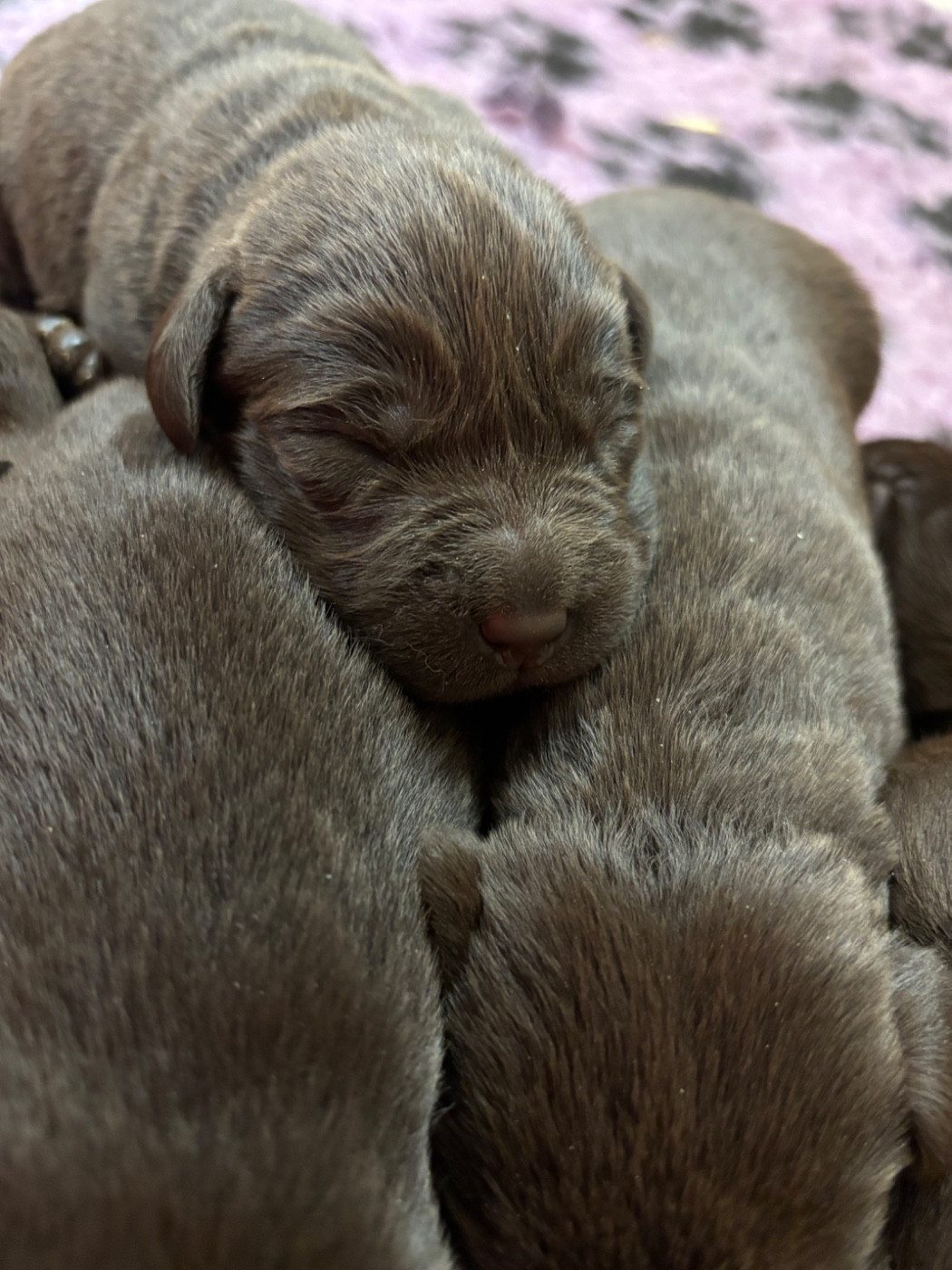 CHIOT 3 - Labrador Retriever