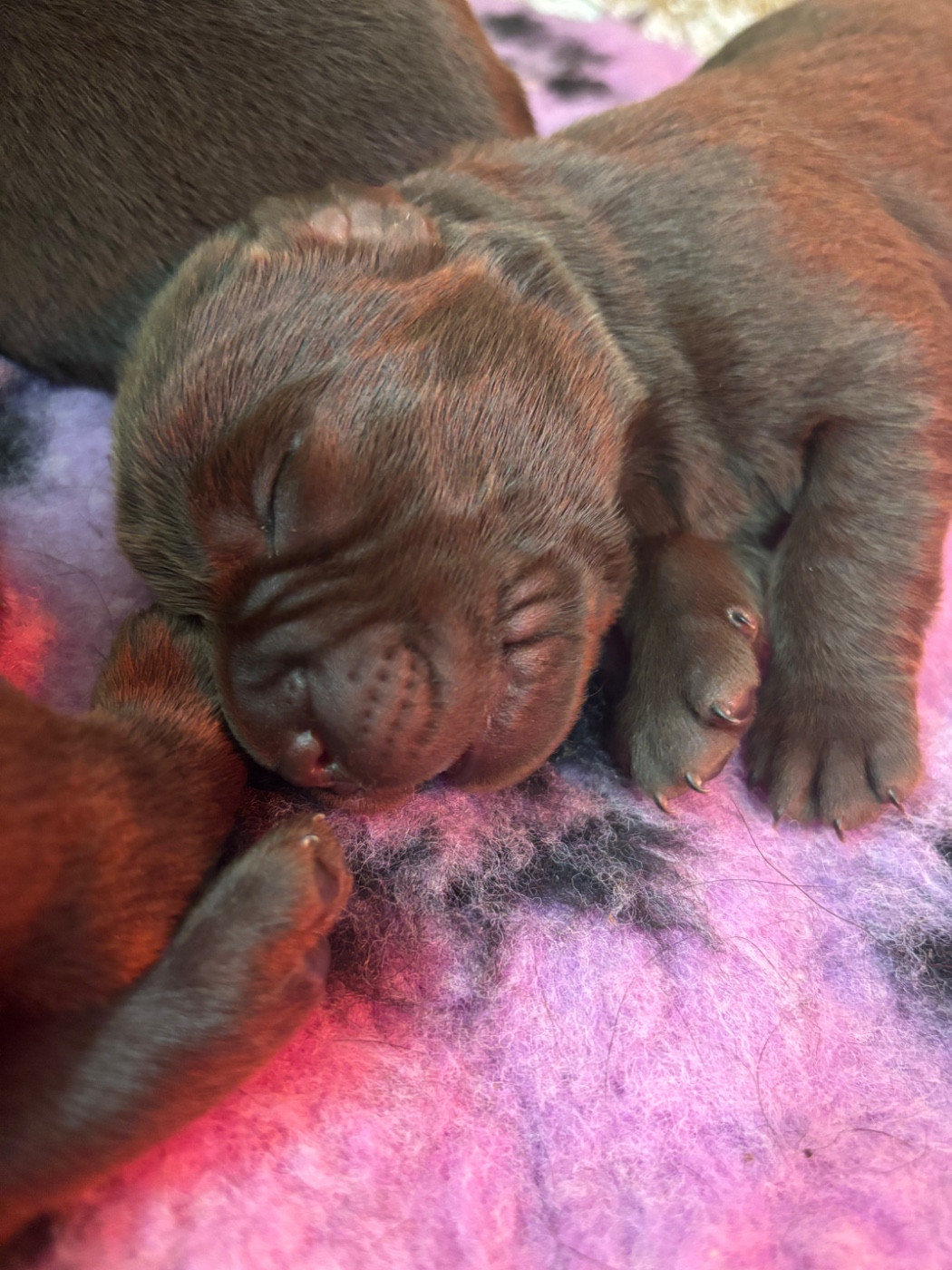 CHIOT 4 - Labrador Retriever