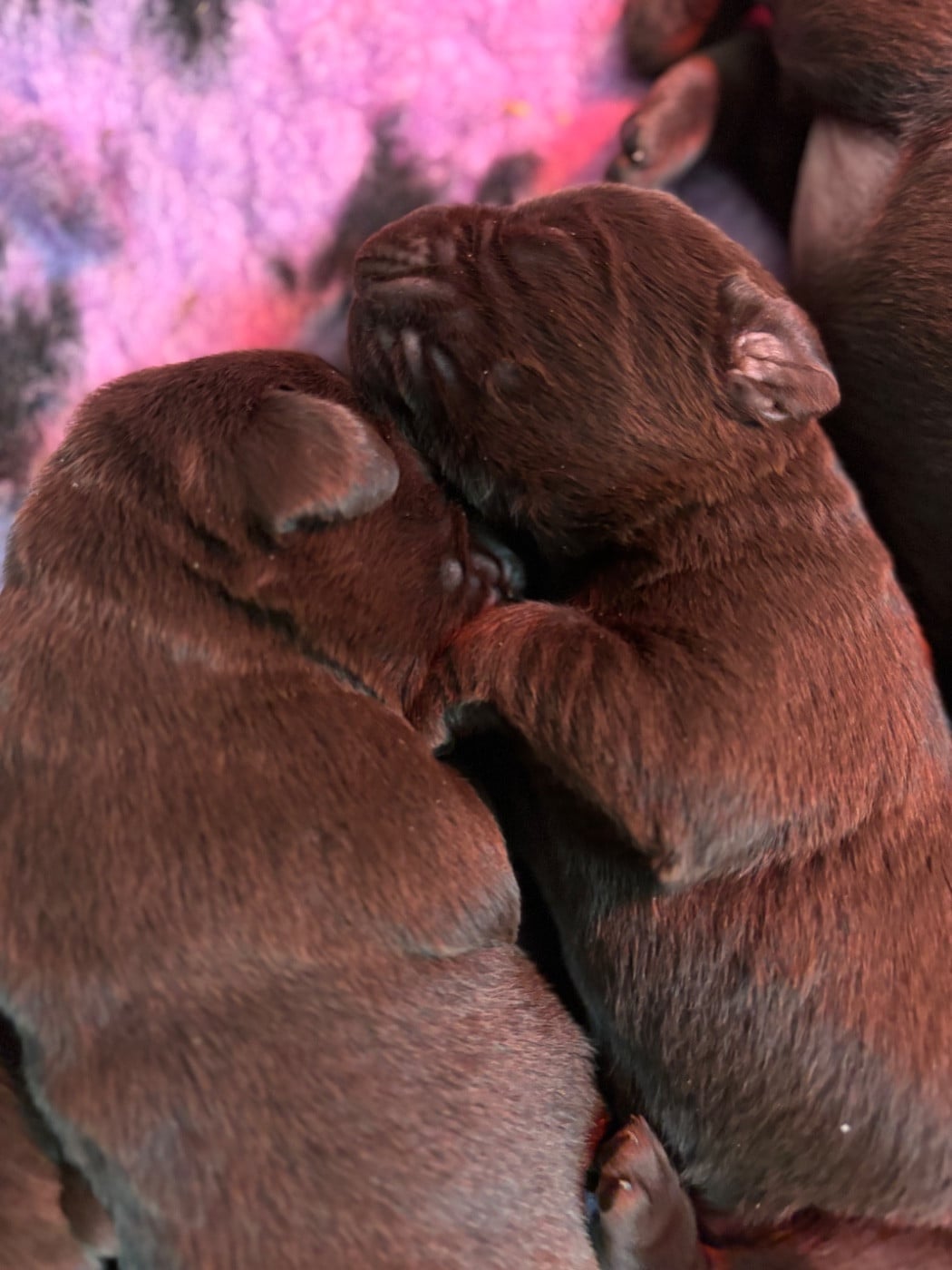 CHIOT 5 - Labrador Retriever