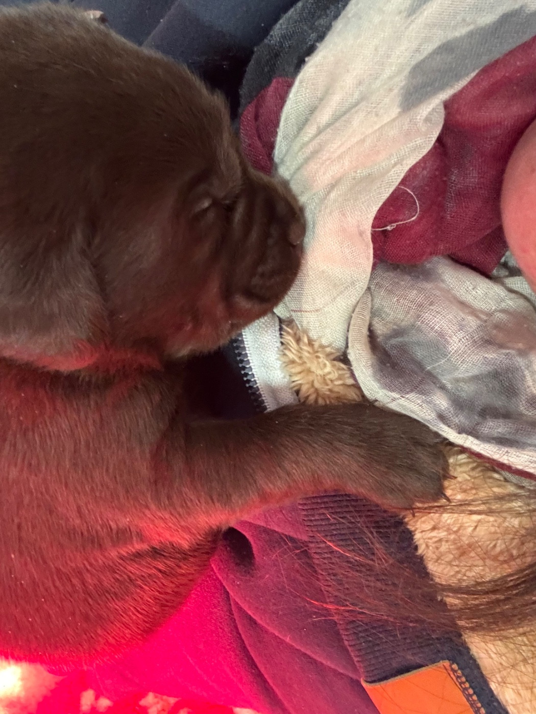 CHIOT 2 - Labrador Retriever