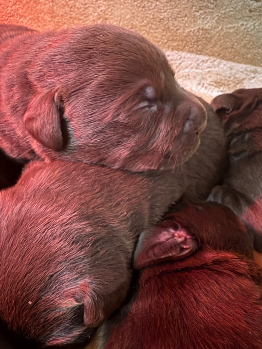 CHIOT 4 - Labrador Retriever