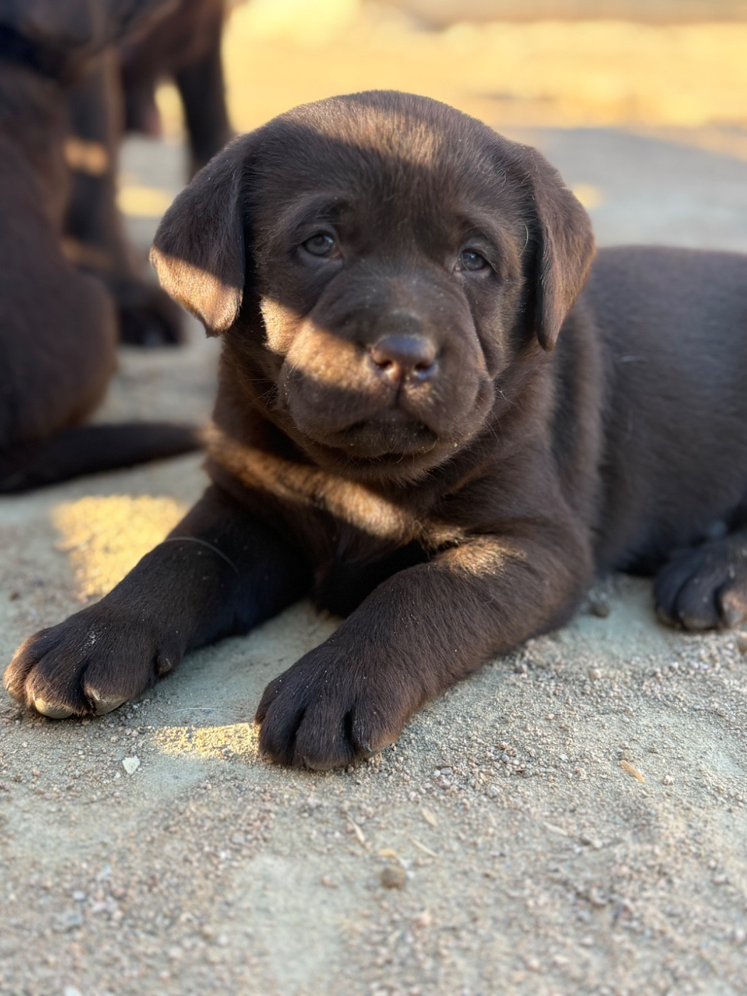 CHIOT 6 - Labrador Retriever