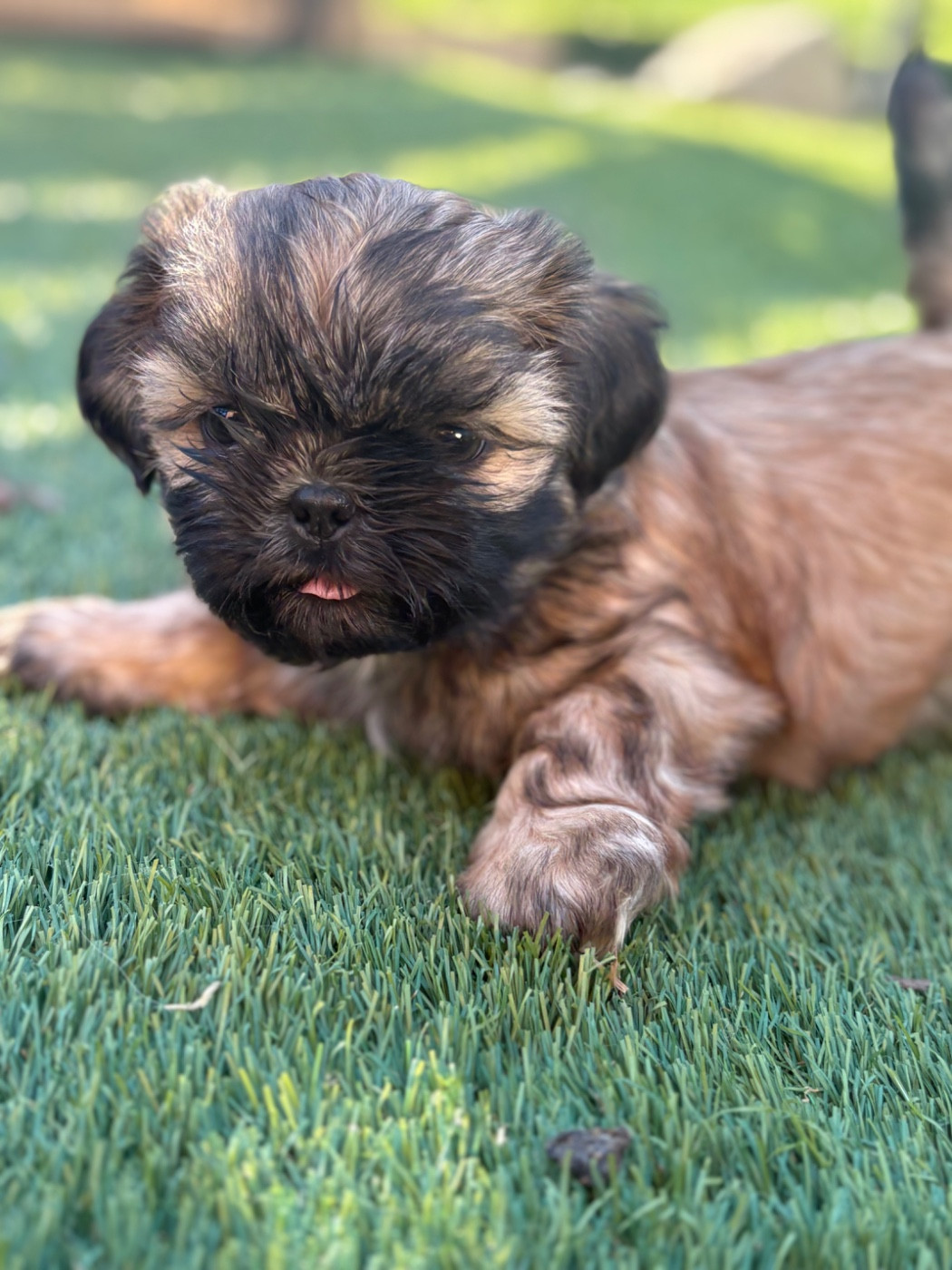 CHIOT 4 - Shih Tzu