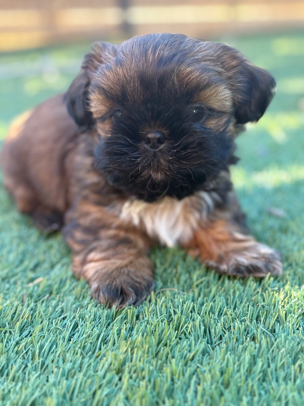 CHIOT 3 - Shih Tzu