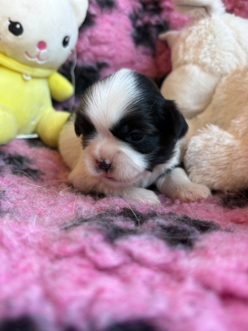 Femelle - Shih Tzu
