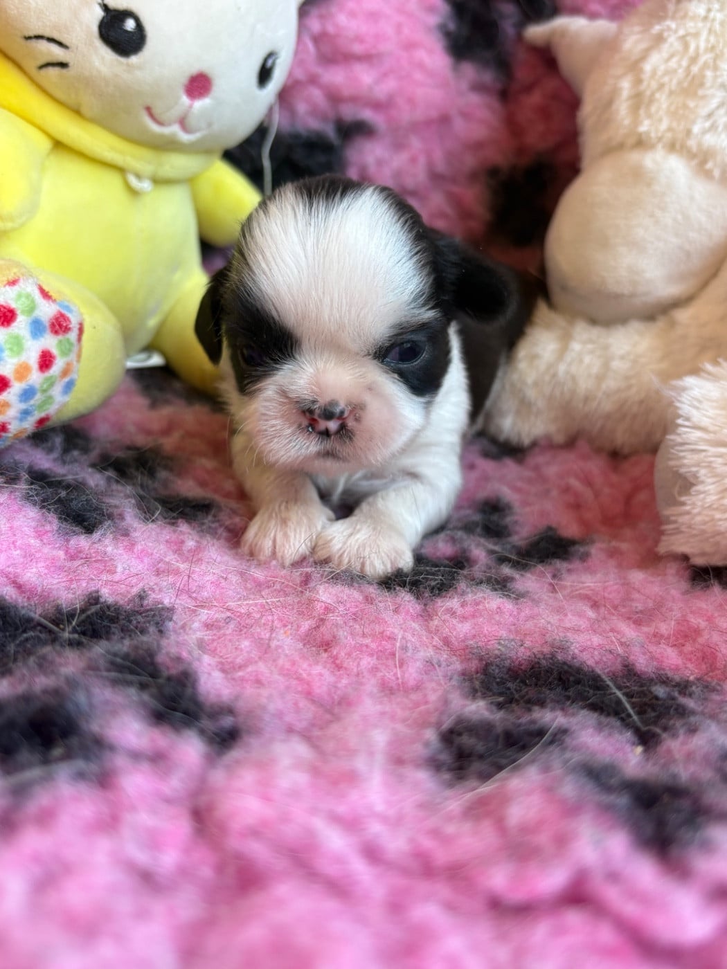 Mâle - Shih Tzu