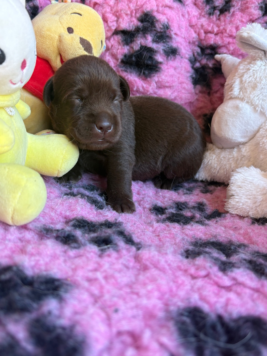 Femelle chocolat - Labrador Retriever