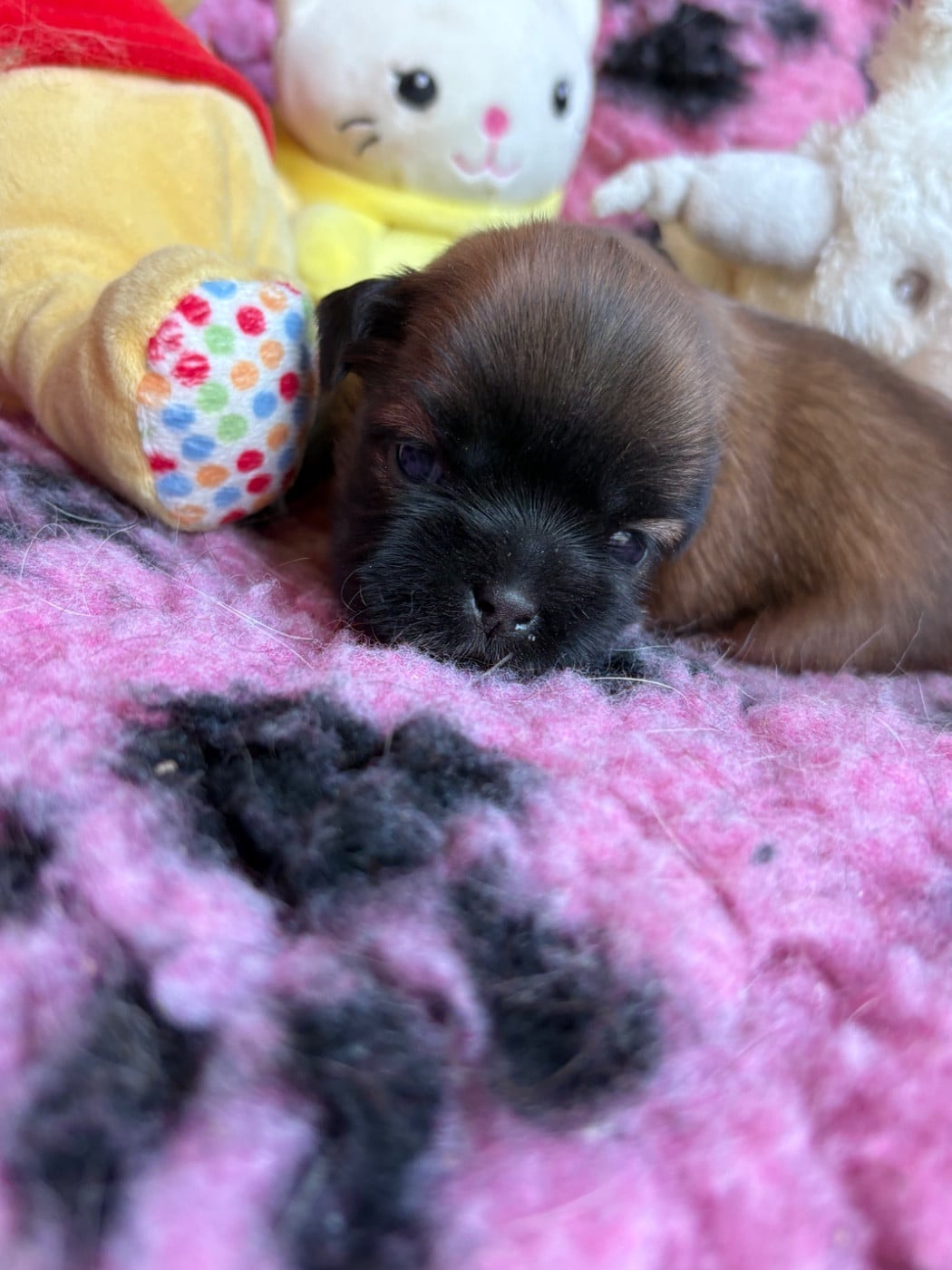 Femelle - Shih Tzu