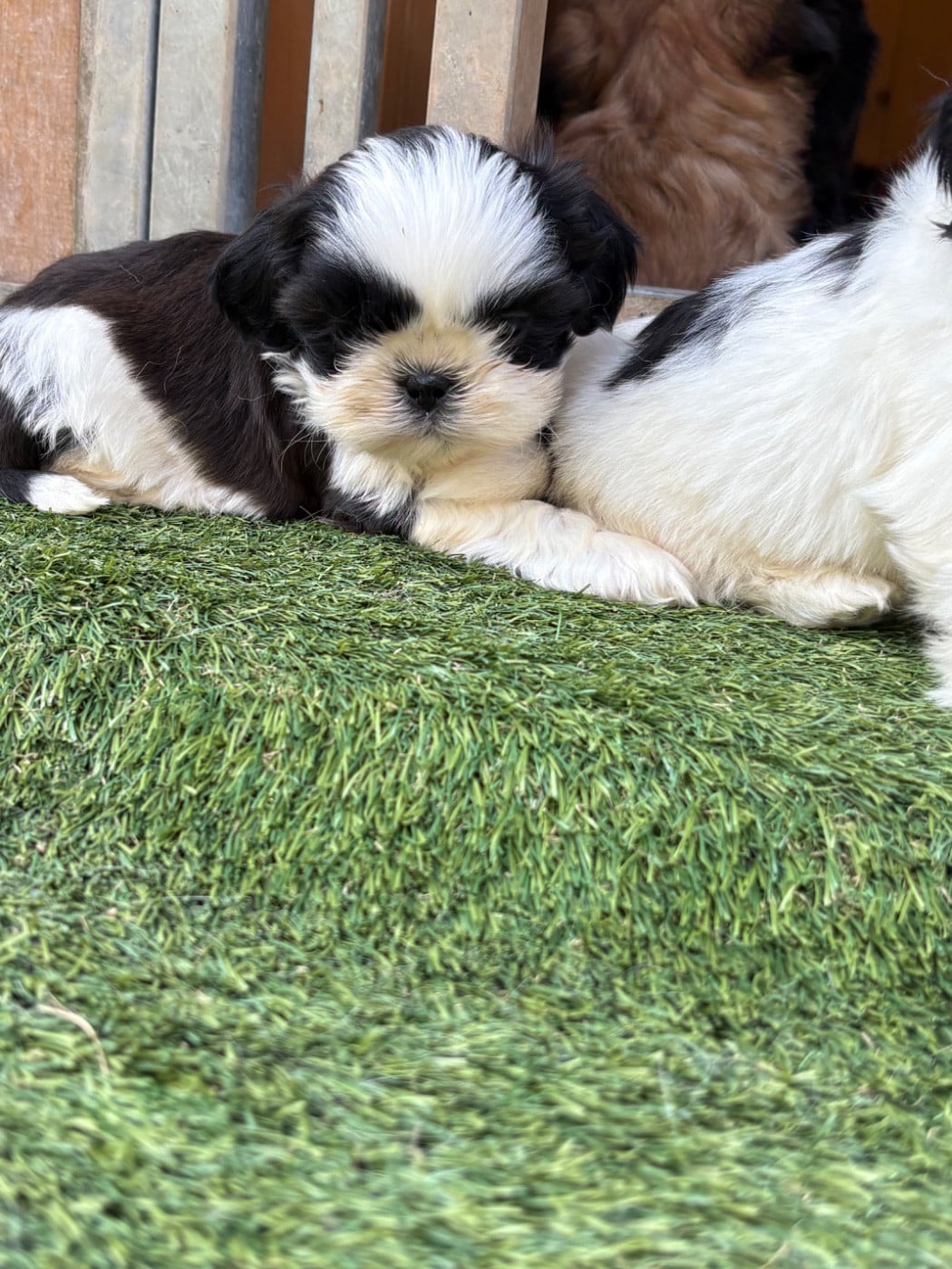 Mâle - Shih Tzu