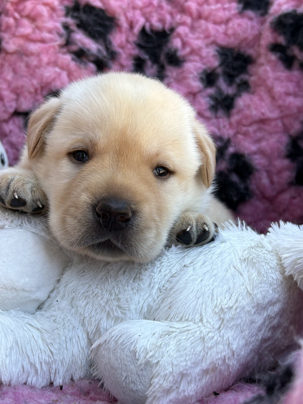 Chiot N°3 - Labrador Retriever