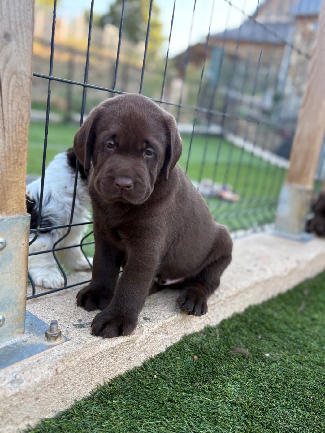 CHIOT 3 - Labrador Retriever