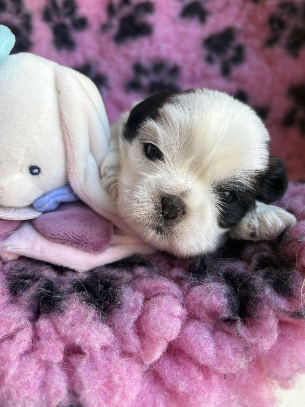 Chiot N°2 - Shih Tzu