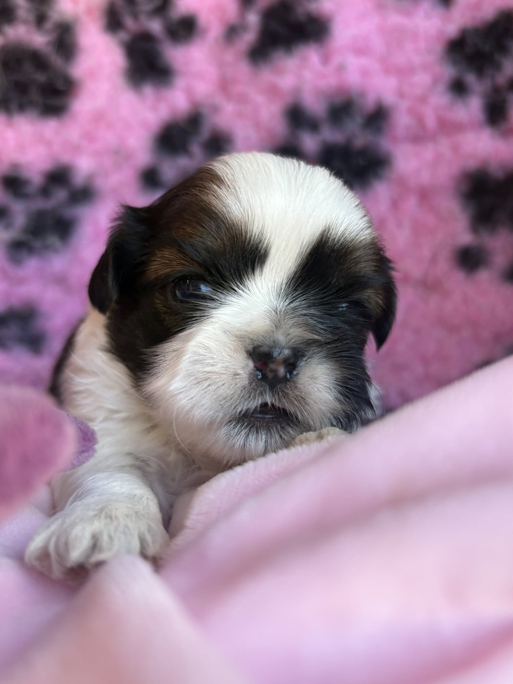 Chiot N°3 - Shih Tzu