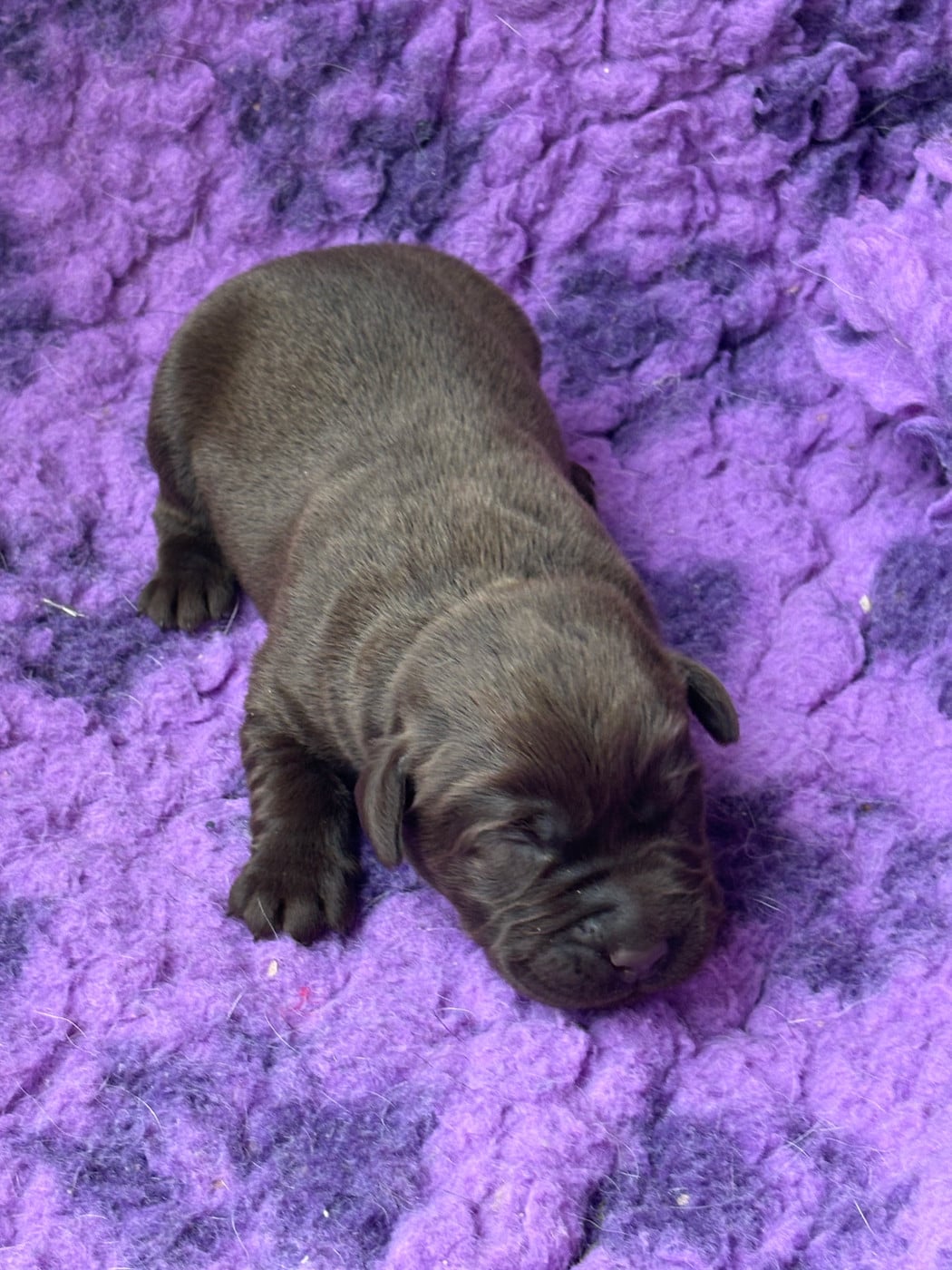 CHIOT 1 - Labrador Retriever