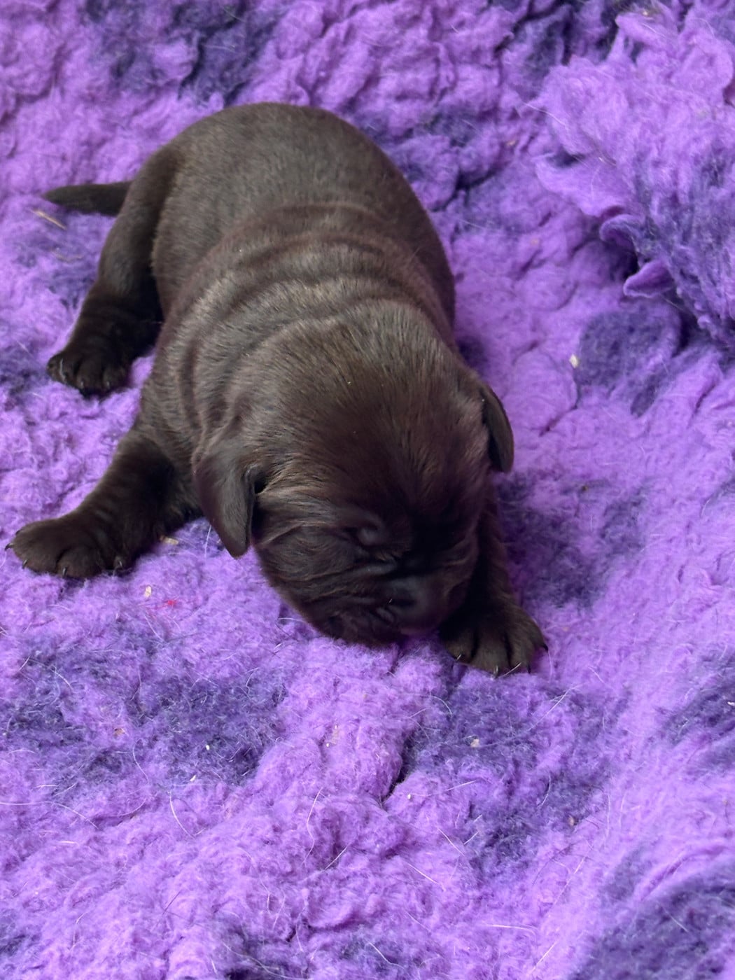 CHIOT 2 - Labrador Retriever