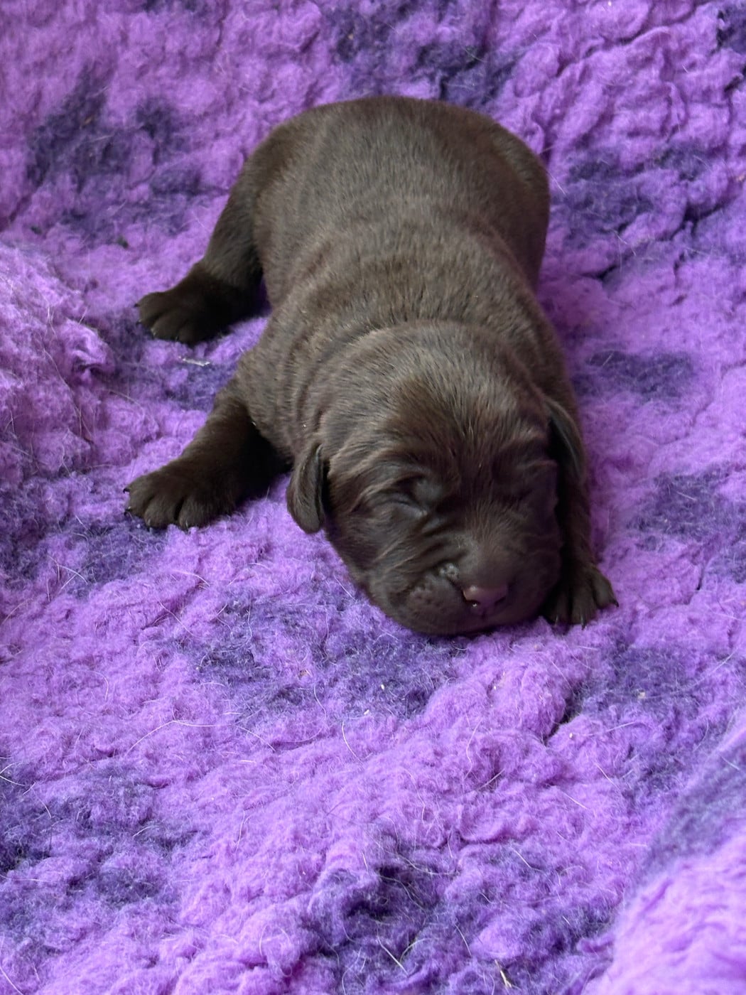 CHIOT 3 - Labrador Retriever