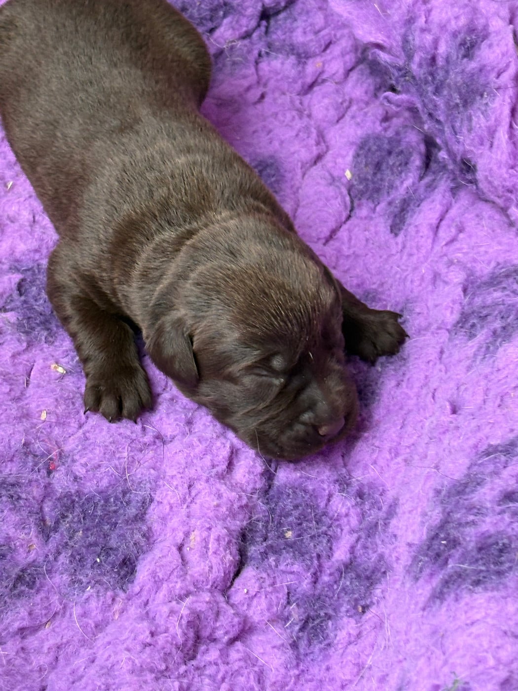 CHIOT 6 - Labrador Retriever