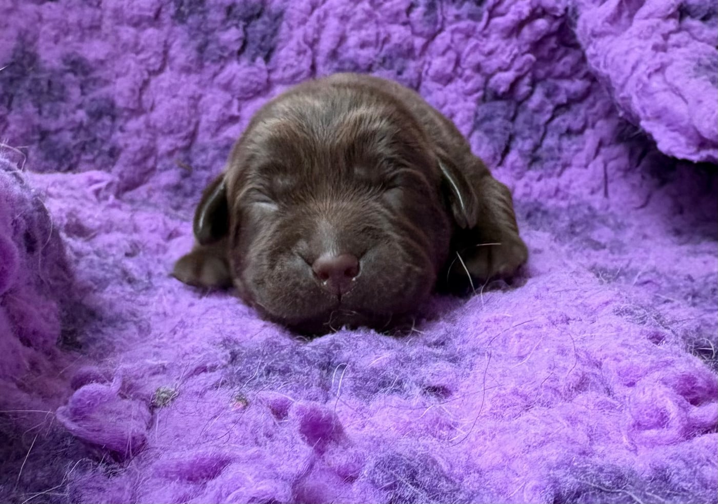 CHIOT 9 - Labrador Retriever