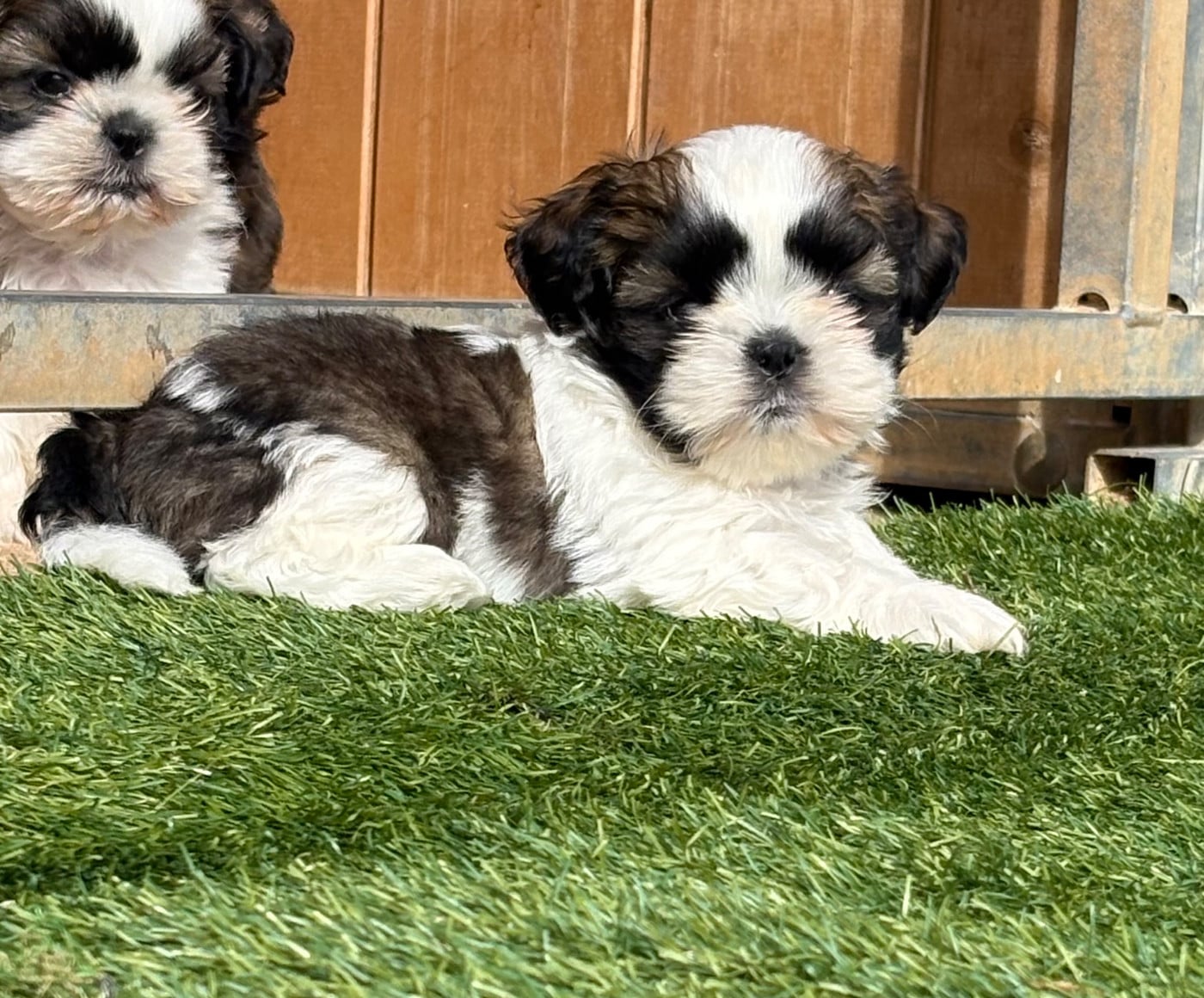Chiot N°5 - Shih Tzu