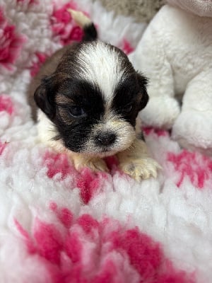 Les chiots de Shih Tzu