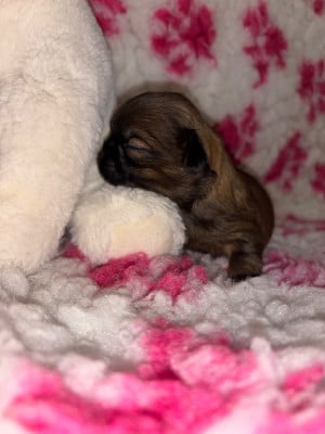 Les chiots de Shih Tzu