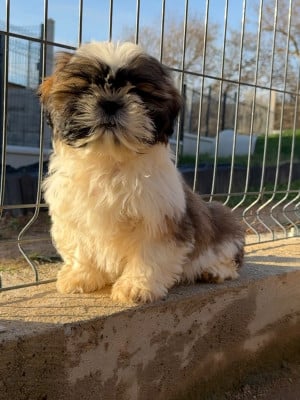 Les chiots de Shih Tzu