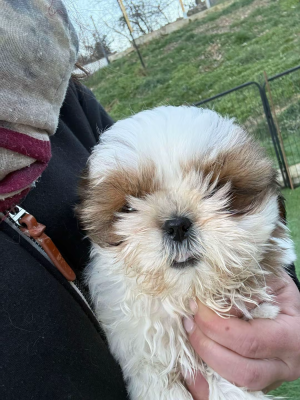 Les chiots de Shih Tzu