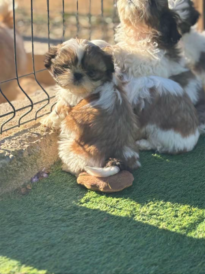 Les chiots de Shih Tzu
